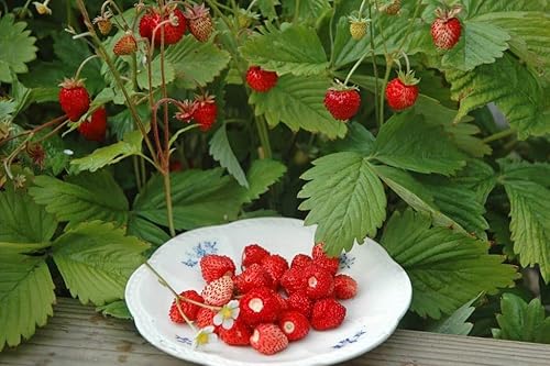 Miniatura 7 de Semillas Alpine Strawberry Aleksandria Red Everbearing Bayas de interior Frutas para plantar sin OMG