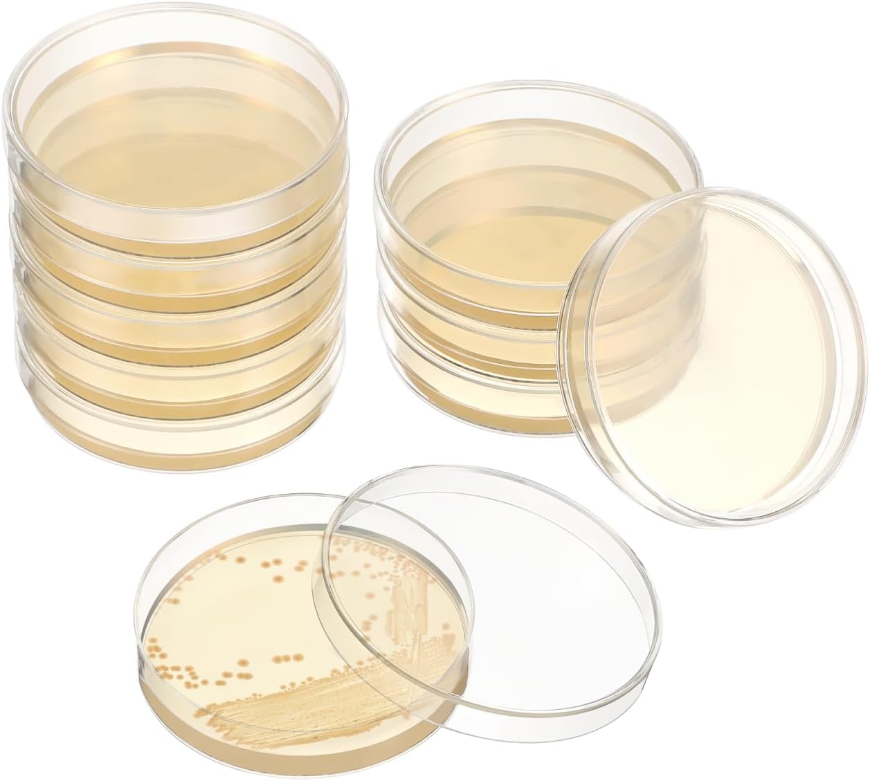 Baluue 20 Pcs Prepoured Agar Petri Dishes 7Cm Nutritional Agar Plates for Laboratory Science Experiments and Microbial Cultivation
