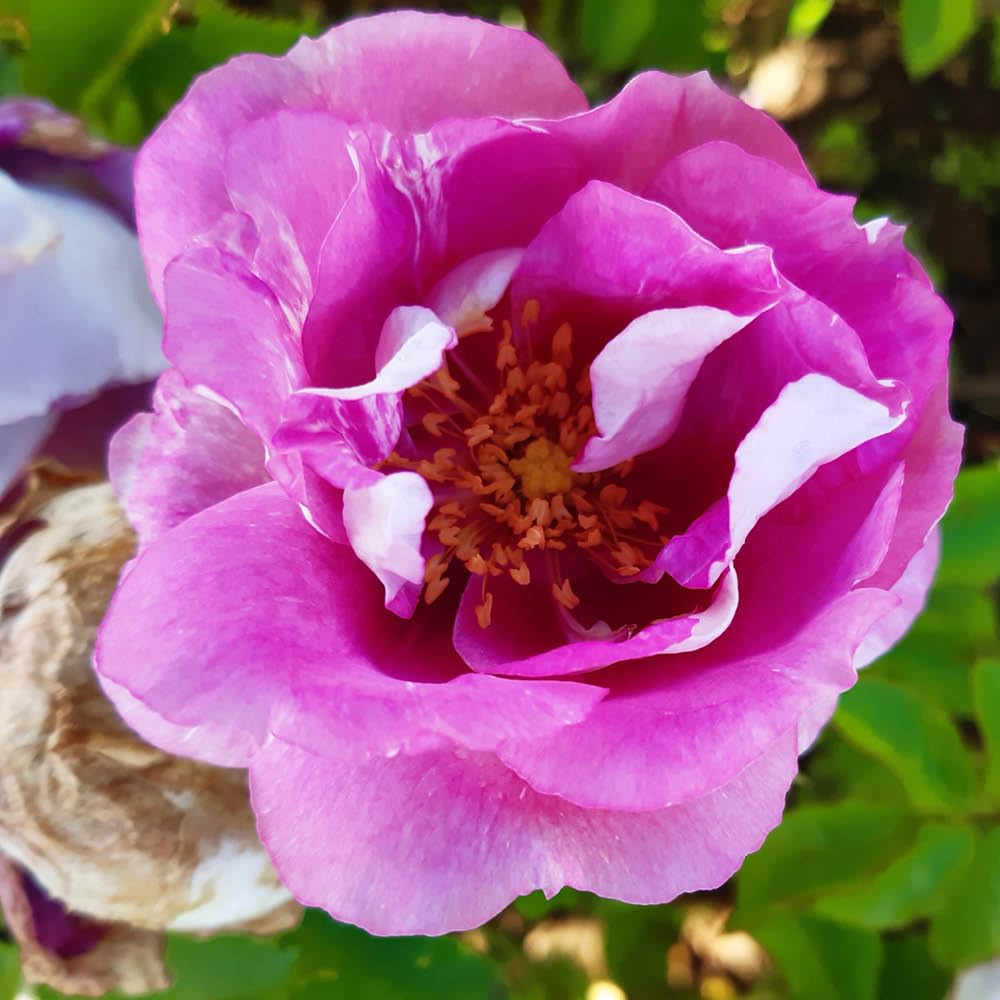 YouGarden Harkness Roses Memories and Moments Rose ® | Established Plant in 4 Litre Pot | Lilac-Pink Blooms, Fragrant, Easy to Grow
