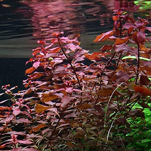 Ludwigia Palustris Super Red Aquarium Plant Pot