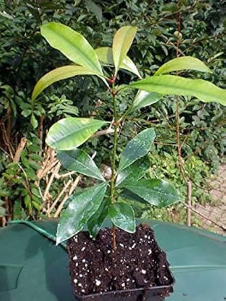 1 Healthy Rare Live Plant  Clove  Syzygium aromaticum Seedling Plant (B0CLPZKPB8) Amazon Price History, Amazon Price Tracker