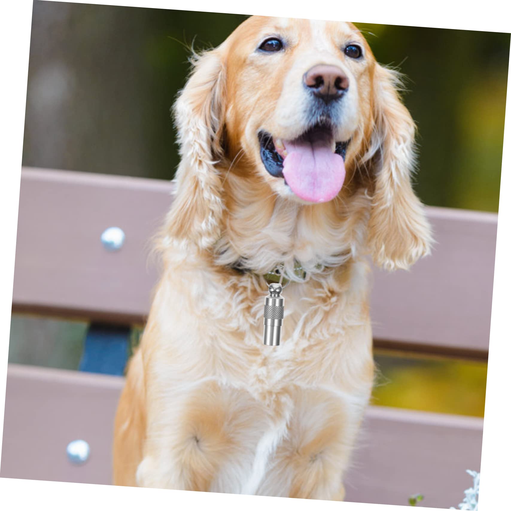 BESPORTBLE 30pezzi Targhette Identificative Per Animali Domestici Da Medagliette Personalizzabili Per Cani e Gatti Con e Indirizzo Accessori Pratici Per Prevenire La Perdita Degli Animali