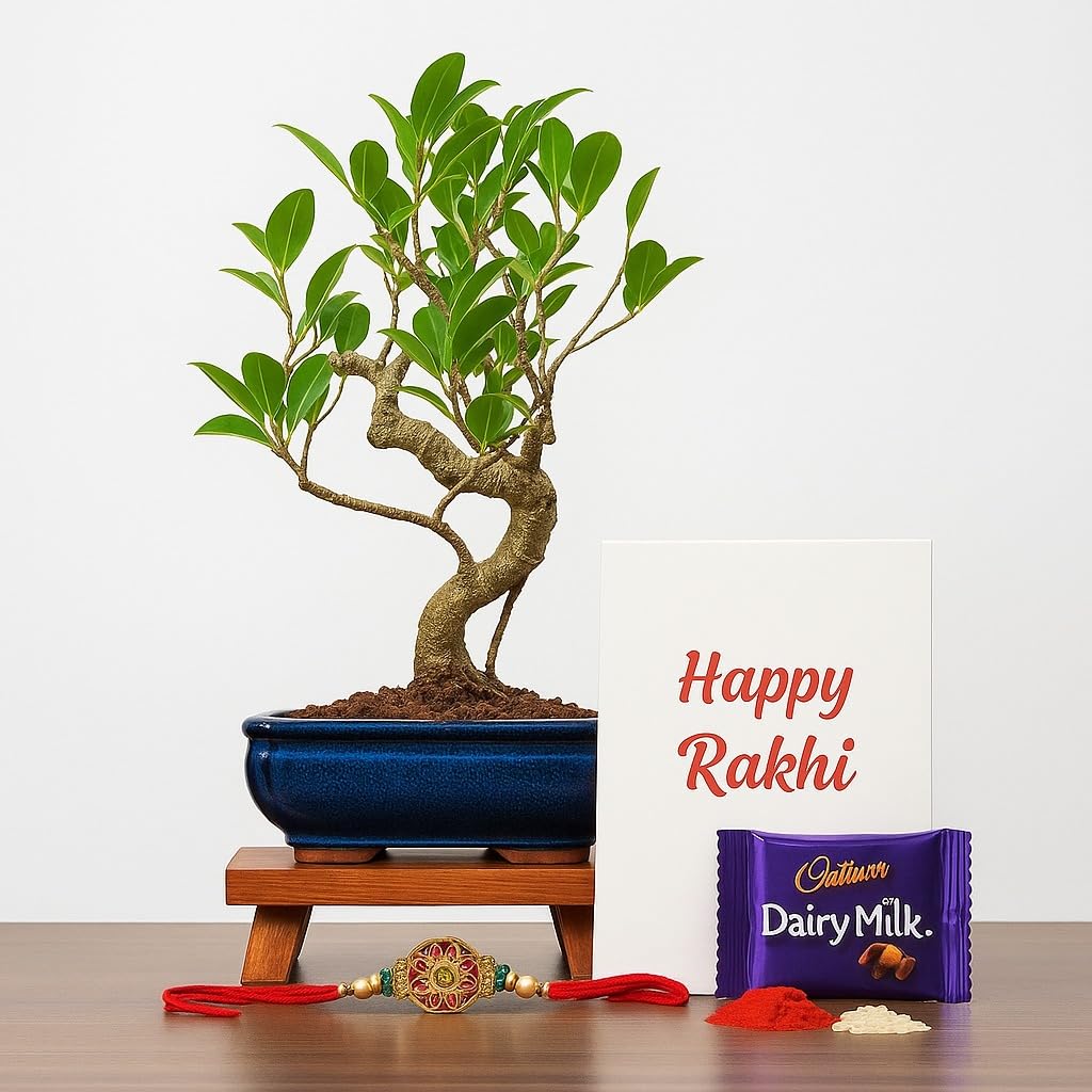Abana Homes Ficus Bonsai Live Plant for Home | Best Rakhi gift for Sister and Brothers-image-30