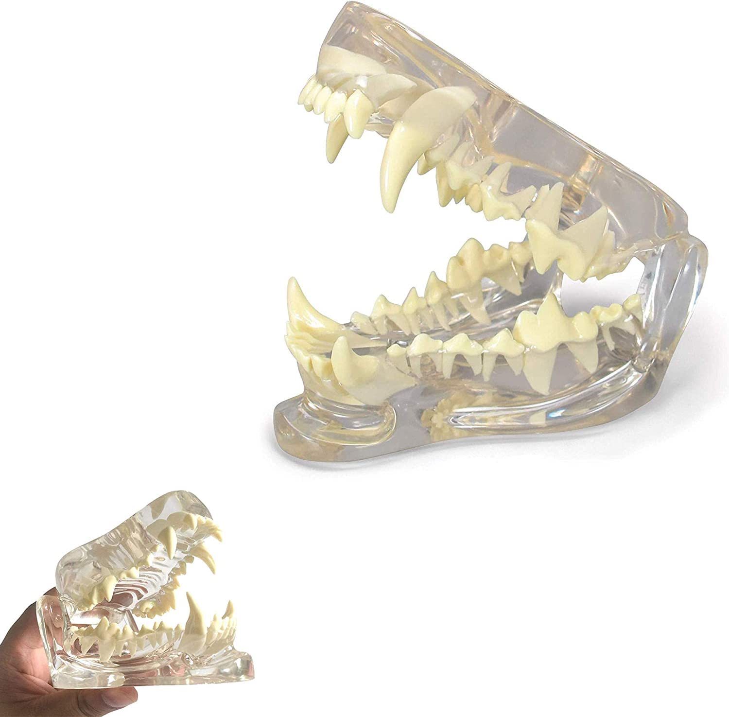 DKULMN Modello odontoiatrico Canino Chiaro, Modello di Studio Modello anatomico Cranio Modello odontoiatrico Canino Chiaro Patologia Denti Medici del Cane Modello per L'Ufficio Strumento educativo