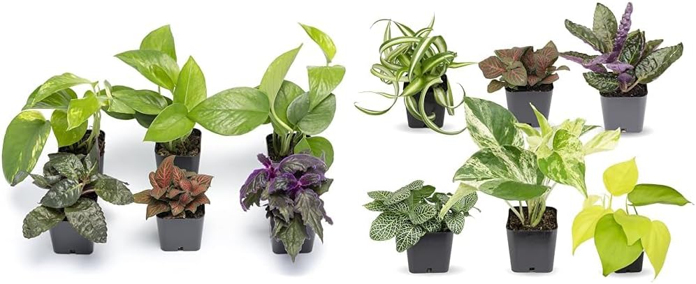 Altman Plants Live Houseplants (6PK), Indoor Plants for Delivery Prime, Live Plants & Easy to Grow Houseplants (Pack of 6), Live House Plants in Containers, Growers Choice Plant Set in Planters