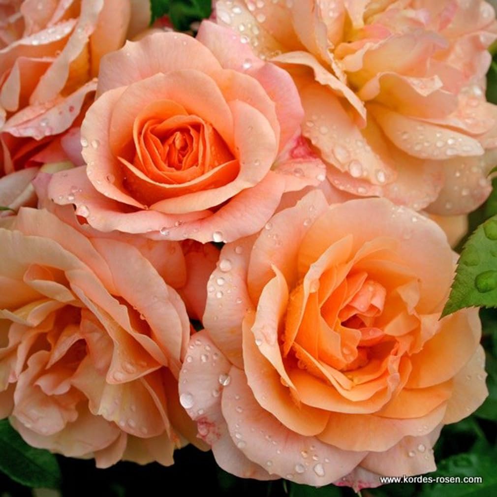 2 x Rose - Rosa 'Aprikola' Topf 25-30 cm - Die blühfreudige und duftende Rose aus der Serie Rigo von Kordes