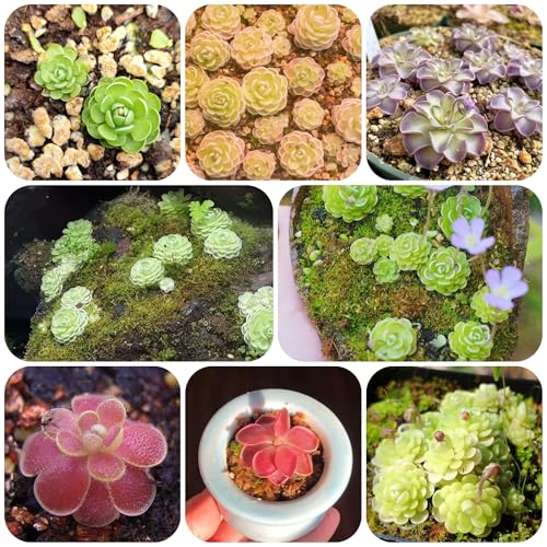 plantas carnívoras - semillas de mantecosa jardín semillas exóticas plantas de balcón interior jardín macetas balcón con camas elevadas jardín interior decorativas exterior en macetas 250pcs