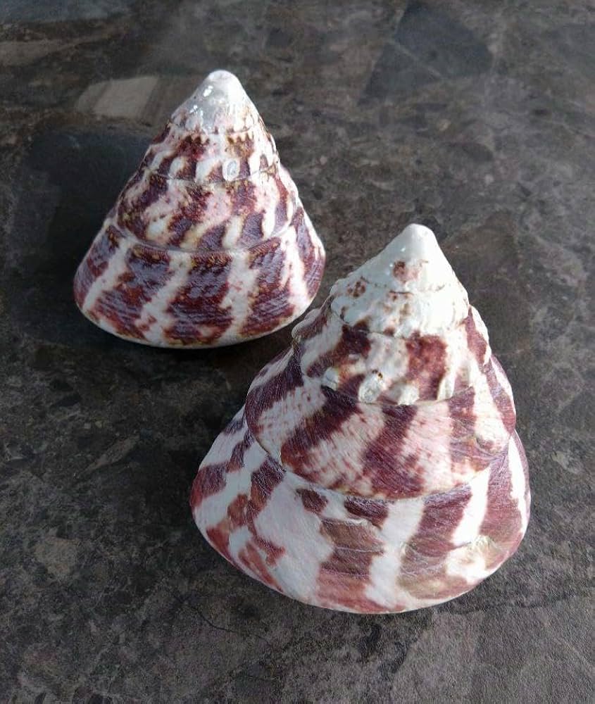 Amazon.co.jp: サラサバテイ 貝殻 巻き貝 タカセガイ 標本