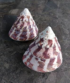 Amazon.co.jp: サラサバテイ 貝殻 巻き貝 タカセガイ 標本