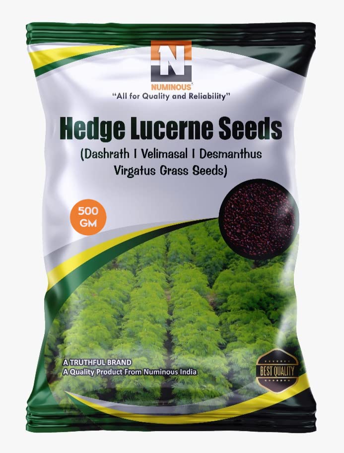 Numinous Hedge Lucerne/Velimasal/Dashrath/Desmanthus Virgatus Grass Fodder Seeds - 500 GMs (B098LQYVYD) Amazon Price History, Amazon Price Tracker
