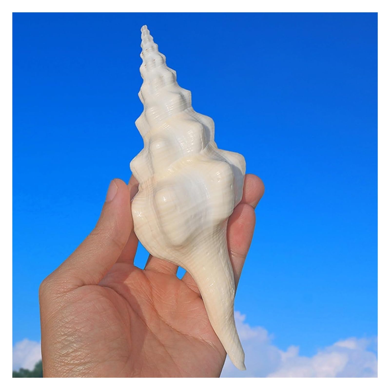 Grandi Conchiglie Marine, Conchiglia Naturale, Conchiglie da 13-14 cm, enormi Conchiglie oceaniche for Decorazioni for la casa for Matrimoni, acquari, Feste a Tema
