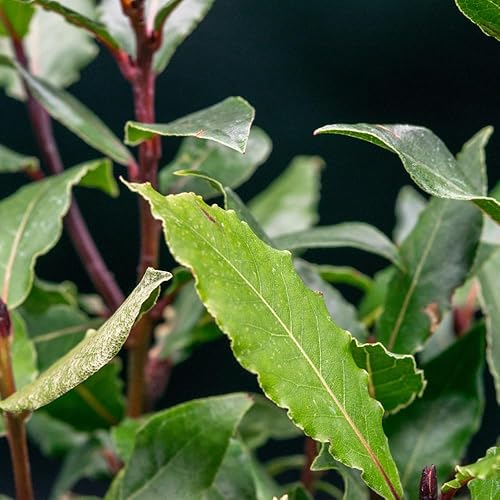 Vista 4 de Planta viva de laurel de laurel, planta de hoja de laurel, arbusto de Laurus Nobilis para plantar, dulce hoja de laurel para interiores