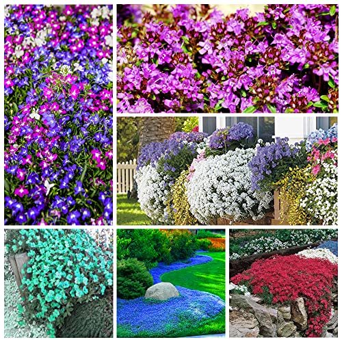 Best time to plant creeping thyme Reviews and Buying Guide Maine