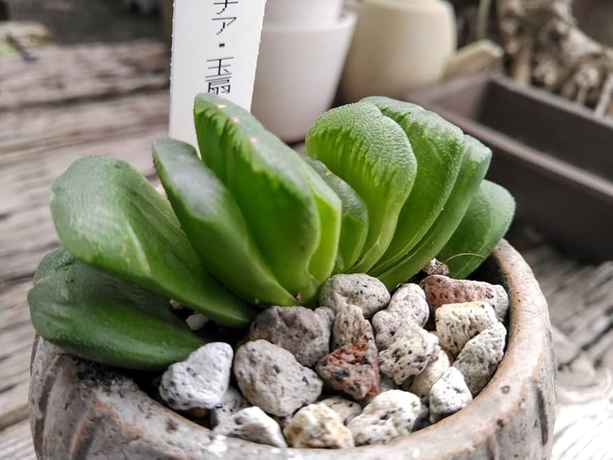 Amazon.co.jp: 多肉植物ハオルチア玉扇＊Haworthia truncata