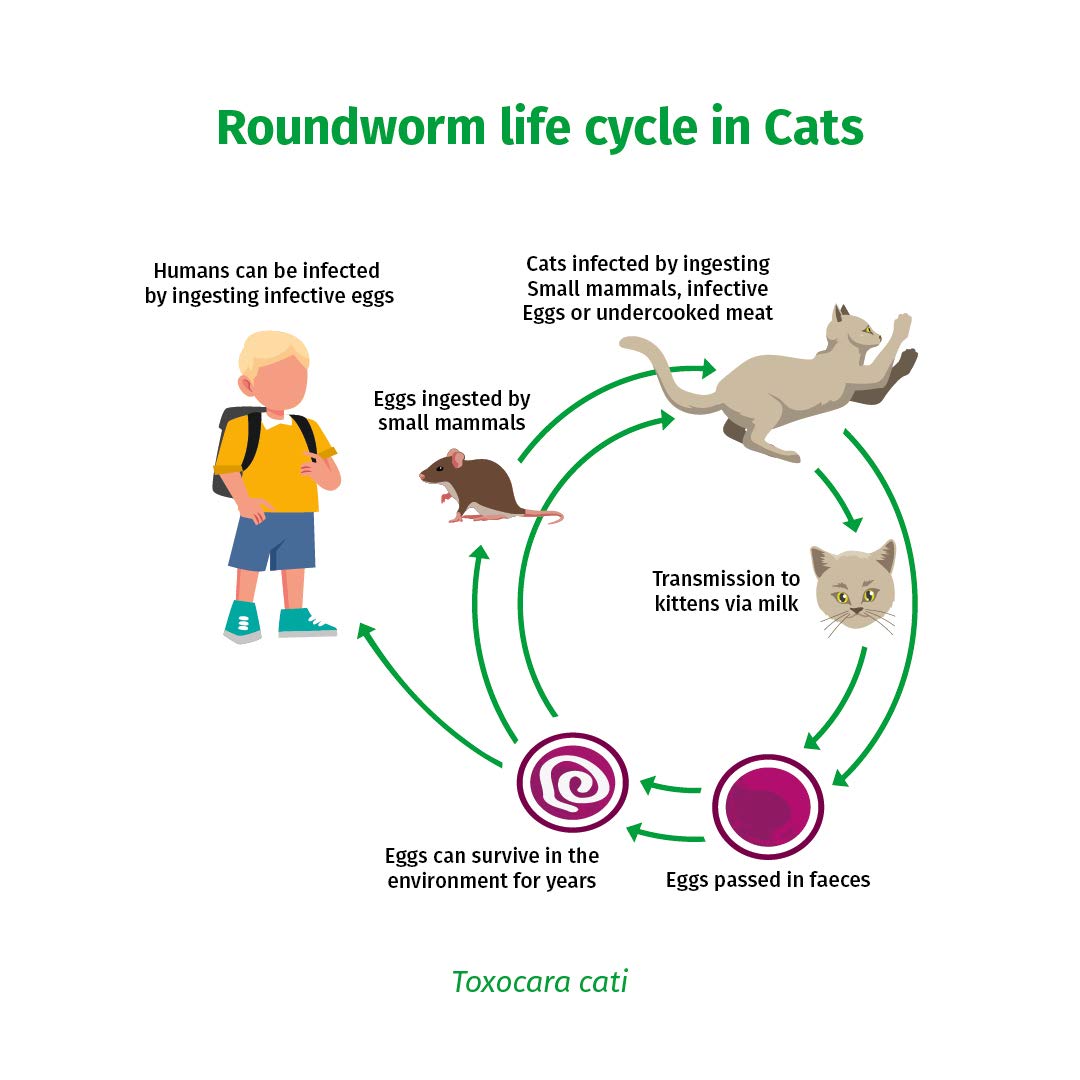 WORM SCREEN Cat (2 tablets) Cat Worming Treatment Veterinary