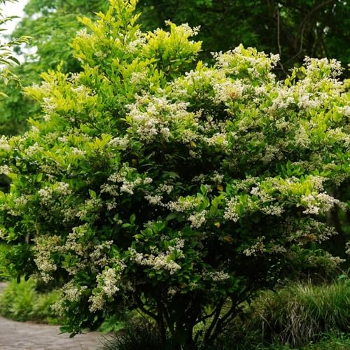 Semillas de seto de aligustre, jardín de Ligustro lucidum - Decoración de jardín para exteriores de exterior resistentes raras exóticas 450pcs