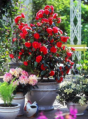 Graines de vraies graines de camélia commun (Camellia Japonica), fleurs de bonsaï de plantes de bonsaï dans un vase de bricolage pour l'extérieur du jardin