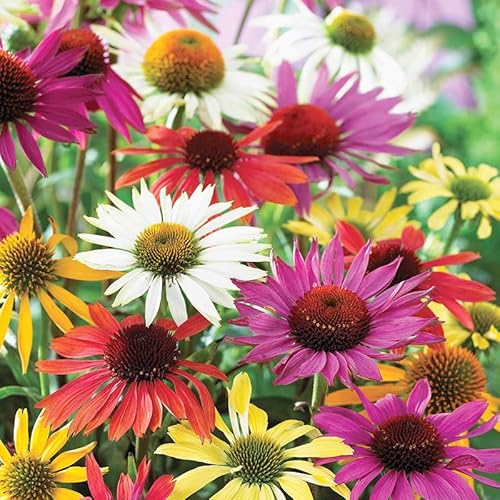 Mixed Coneflower Flower Roots - 3 Bulbs per Pack - Perennial - Live Bulbs Ready to Plant - Attracts Butterflies and Hummingbirds - Good as Cut Flowers - Deer Resistant