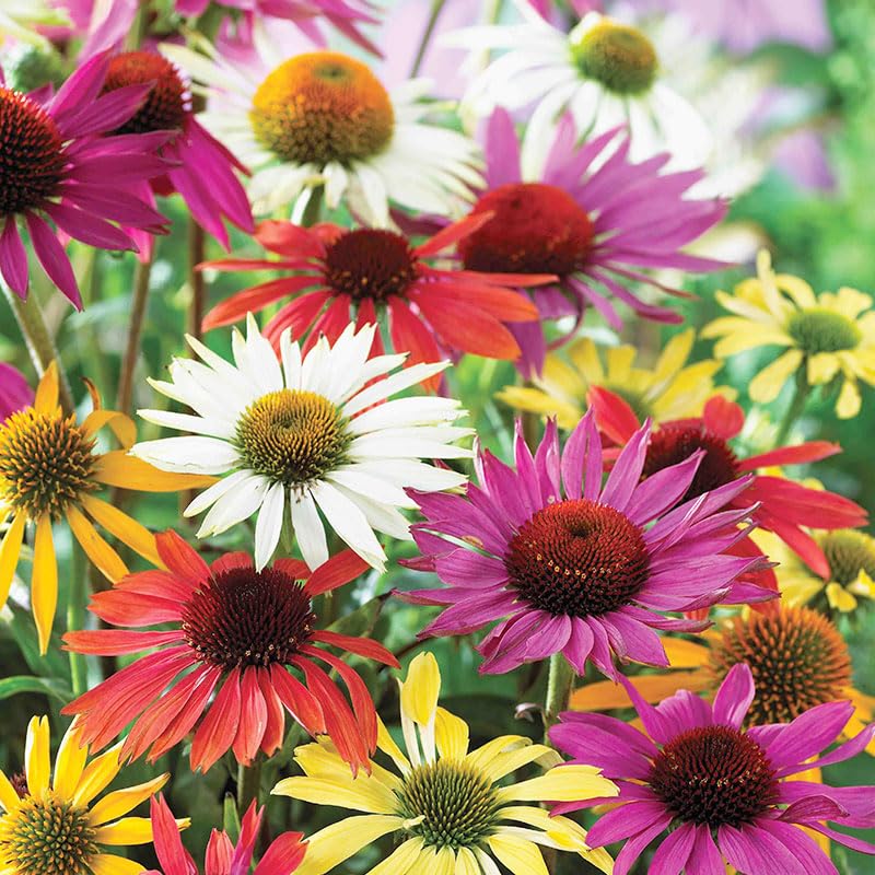 Mixed Coneflower Flower Roots - 3 Bulbs per Pack - Perennial - Live Bulbs Ready to Plant - Attracts Butterflies and Hummingbirds - Good as Cut Flowers - Deer Resistant
