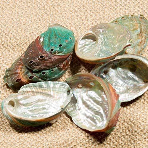 HSTUO Abalone Shell Natural Shell Fish Tank