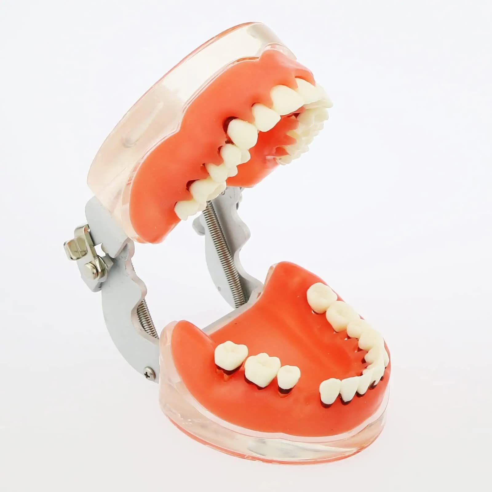 Modello Denti per Malattia Parodontale per Studio Odontoiatrico, Typodont con Gomme Morbide per Insegnamento e Formazione in Odontoiatria, Strumento Educativo Anatomico