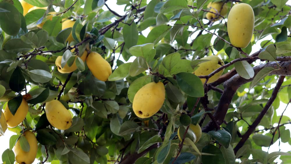 Chinese Quince Seeds for Planting (20 Seeds) - Chaenomeles sinensis