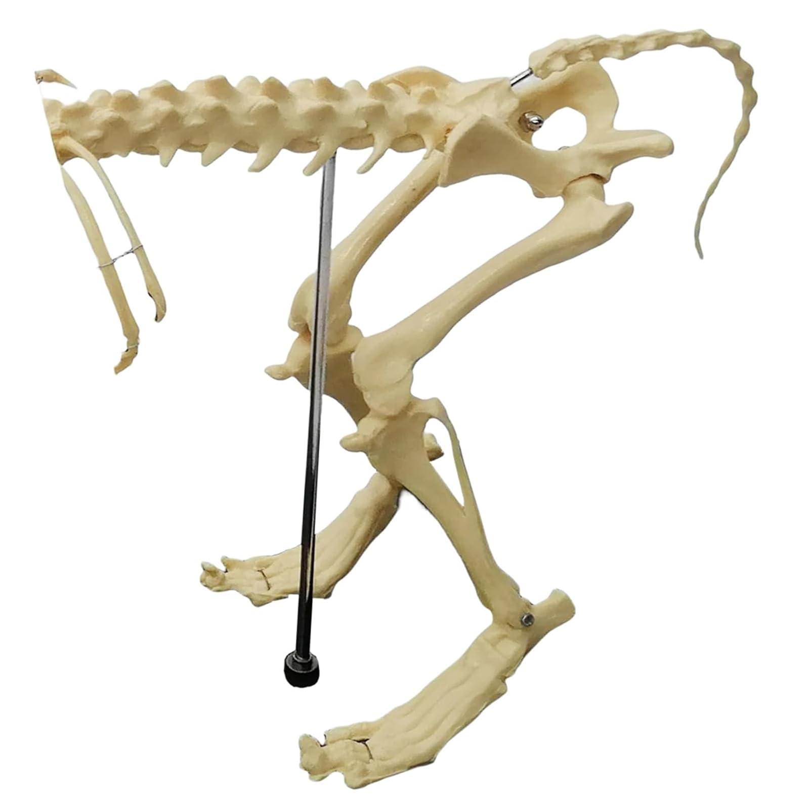 Model szkieletu psa - rozmiar 64 cm medyczny anatomiczny szkielet psa do nauczania weterynarii i prezentacji