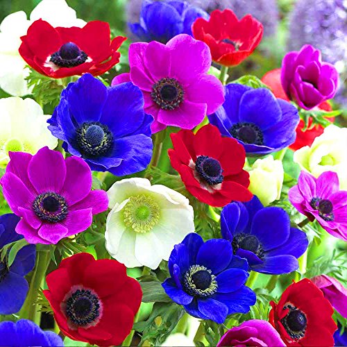 Gardeners Dream Anemonen Zwiebeln Coronaria 'De Caen' (25 Stk.) - Buntes Anemonen Zwiebeln Winterhart Mix - Stauden Winterhart Mehrjährig - Ideale Balkon Pflanzen, Garten Pflanzen & Kübelpflanzen