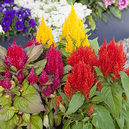 Celosia Mix Double Hybrid Flower Seeds for Summer Season (Pack of 20 Seeds) (B0BHNYVHY6) Amazon Price History, Amazon Price Tracker