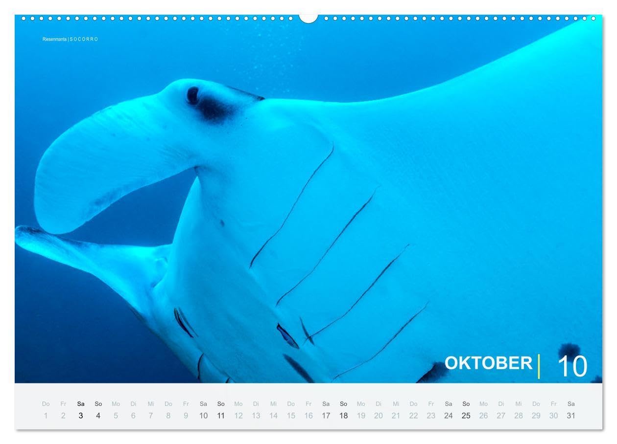 Einfach Tauchen - Wunderbare Tauchplätze und Korallenriffe (Wandkalender 2026 DIN A2 quer), CALVENDO Monatskalender: Farbenfrohe Unterwasserfotos der beliebtesten Reisezielen für Taucher.
