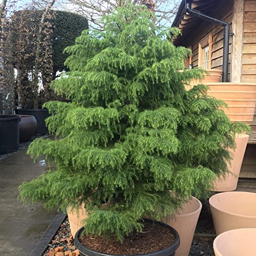 Cryptomeria Japonica Seeds Japanese Cedar Easy To Grow & Care Evergreen Showy Cottage Garden Courtyard Outdoor 50Pcs Tree Seeds By Yegaol Garden #TOP11