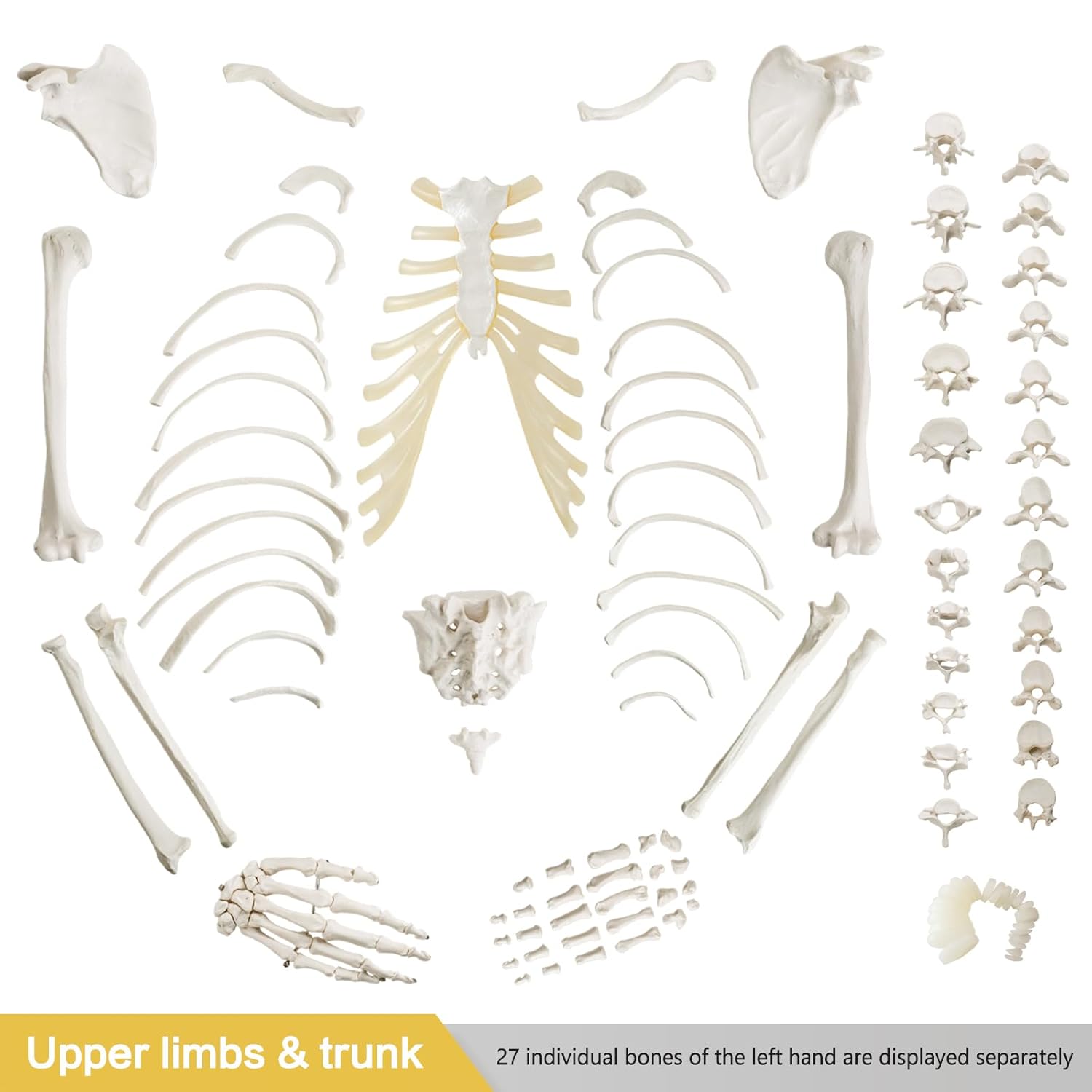 Life-Size 67" Unarticulated Human Skeleton Model with 15-Part Half-Size Exploded Skull & Articulated Hands/Feet - Complete Anatomy Set for Medical Education, Dissection Practice & Study