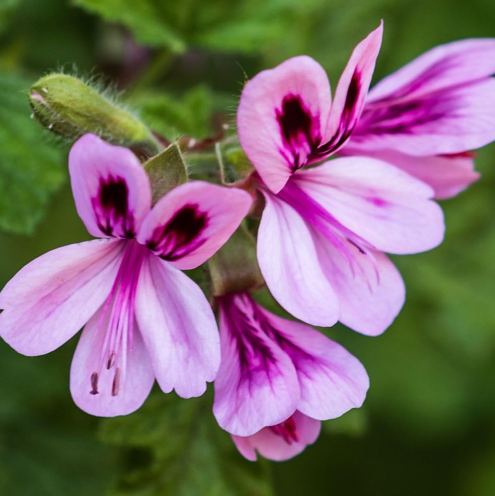 See full amazon price history chart for 35+ Seeds- Citronella Geranium Flower Seeds - Natural Insect Repellent - Grow Year Round - All India 35+ Seeds- Citronella Geranium Flower Seeds - Natural Insect Repellent - Grow Year Round - All India (B0C8JWQKWZ) Amazon Price History, Amazon Price Tracker