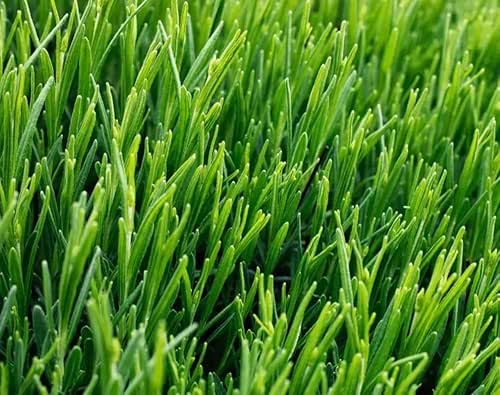Creeping BentGrass Seeds, 1 Pound Pack of Pure Seeds by