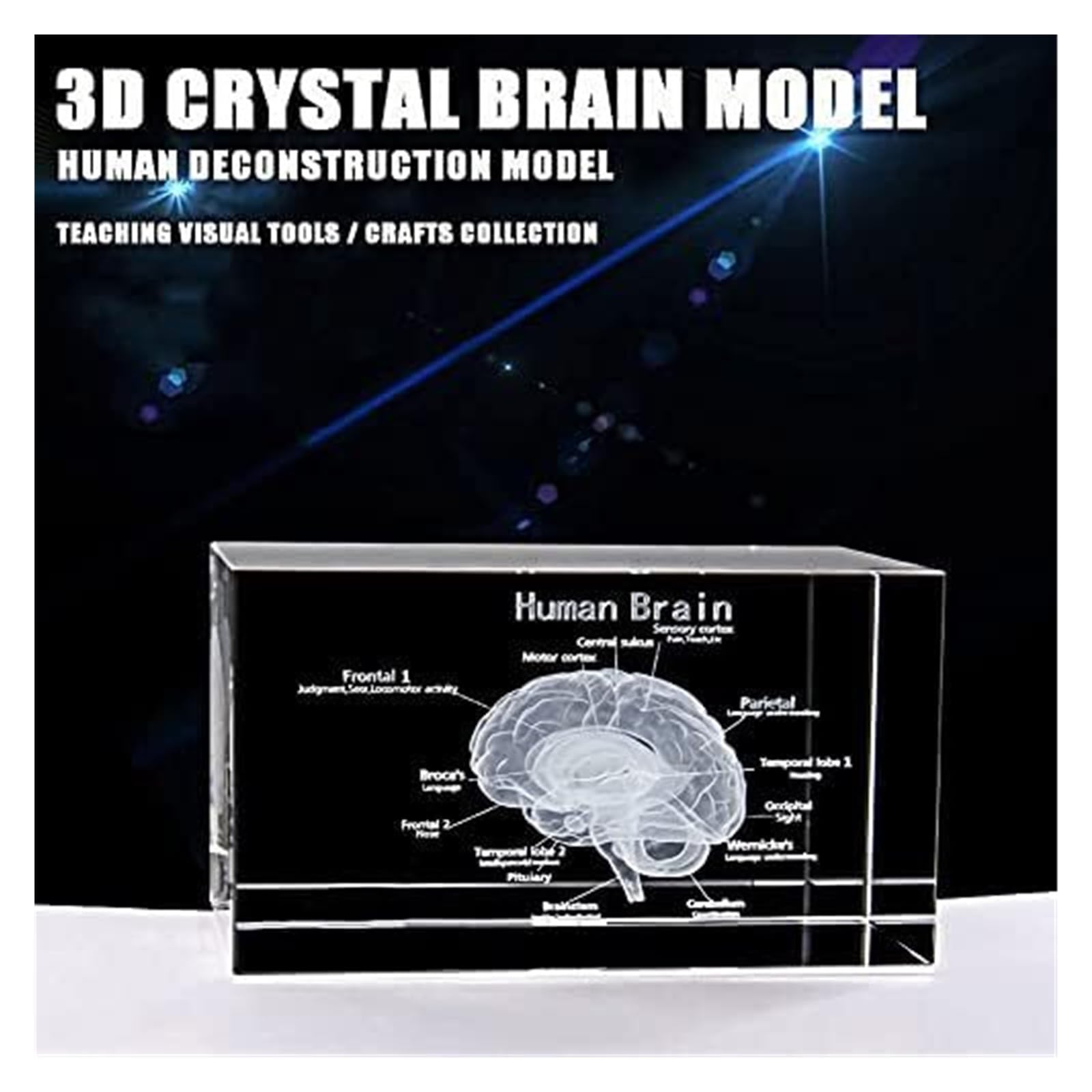 Modello anatomico, Modello 3D di Cervello Umano in Cristallo con Base LED - Strumento didattico Anatomia educativa e splendido Souvenir scientifico in cubo Vetro