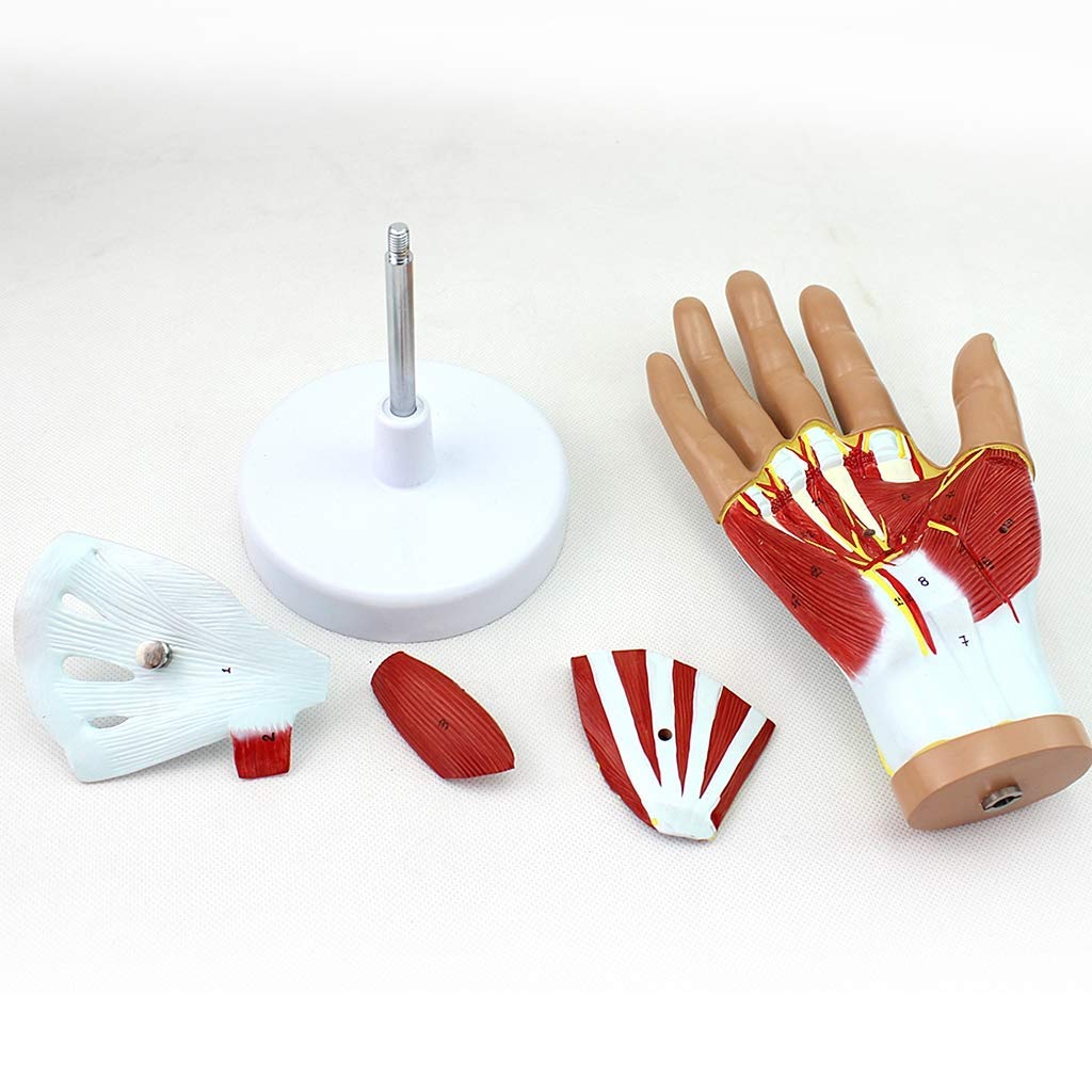 Anatomiczny model dłoni i więzadeł – ścięgna, anatomia naczyniowo-nerwowa – do sprzętu laboratoryjnego, naukowego, wyjmowanego, 4-częściowego, modeli medycznych i materiałów dydaktycznych