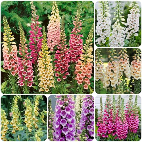 10000+ Foxglove Seeds for Planting Outdoors-Perennial Flower Planting for Garden Home Non-GMO Heirloom