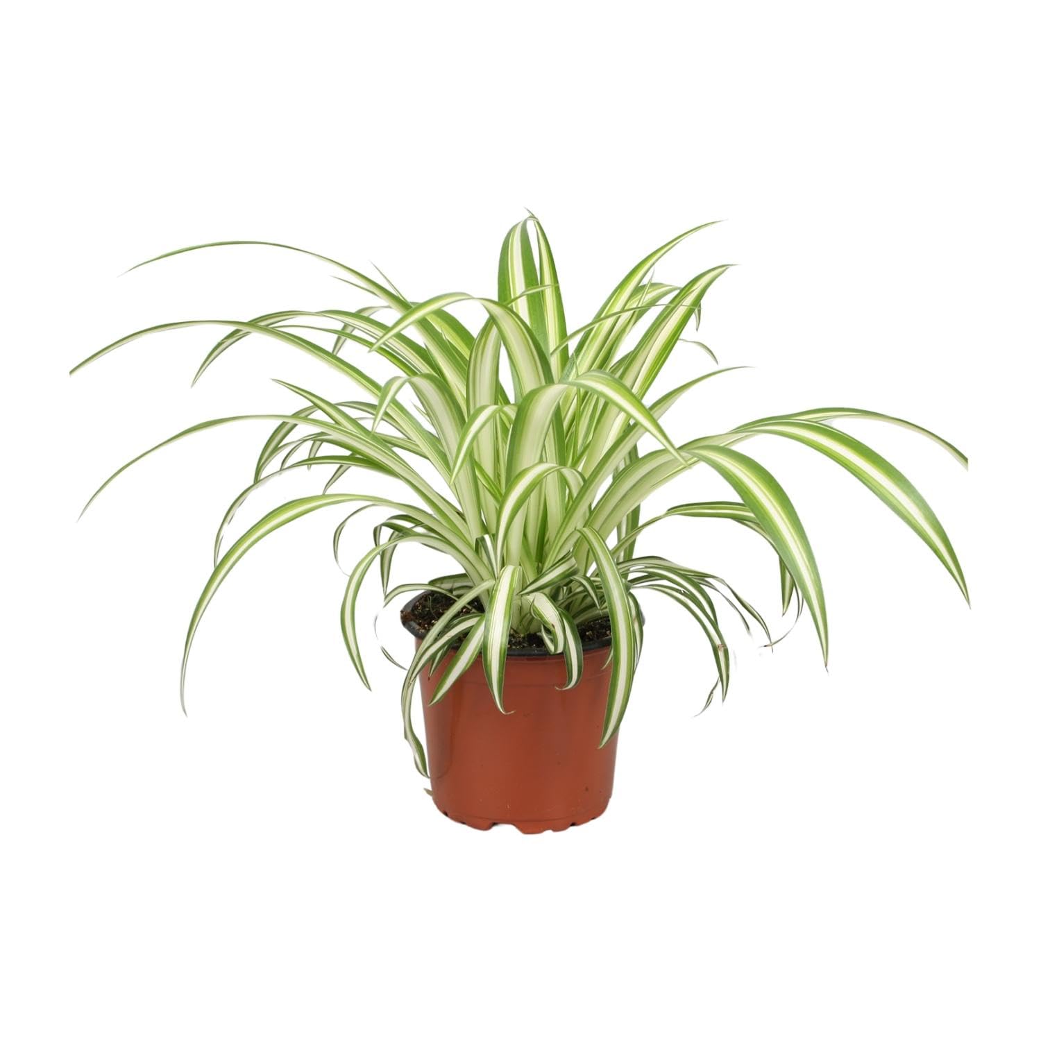 Pokojowe Rośliny Chlorophytum, Zielona Wstążka, Doniczka 12cm, Wysokość 25cm