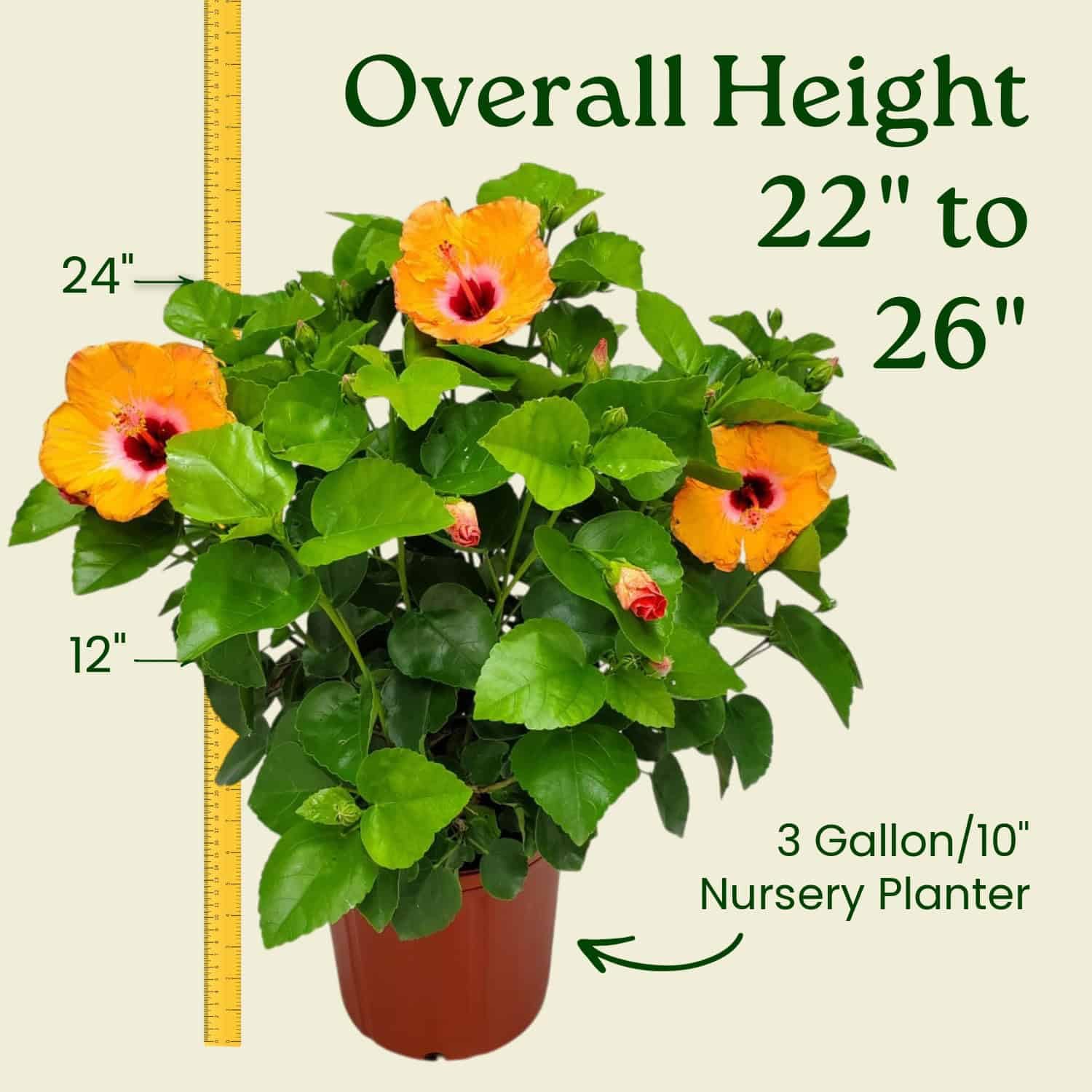 Succulents Plants Live Dwarf Yellow Hibiscus Plant - 1 Gallon Tropical Bush (10-12\ Height) Fort Myers Hibiscus Bush Succulents Plants Live Dwarf Yellow Hibiscus Plant - 1 Gallon Tropical Bush (10-12\ Height) Fort Myers Hibiscus Bush