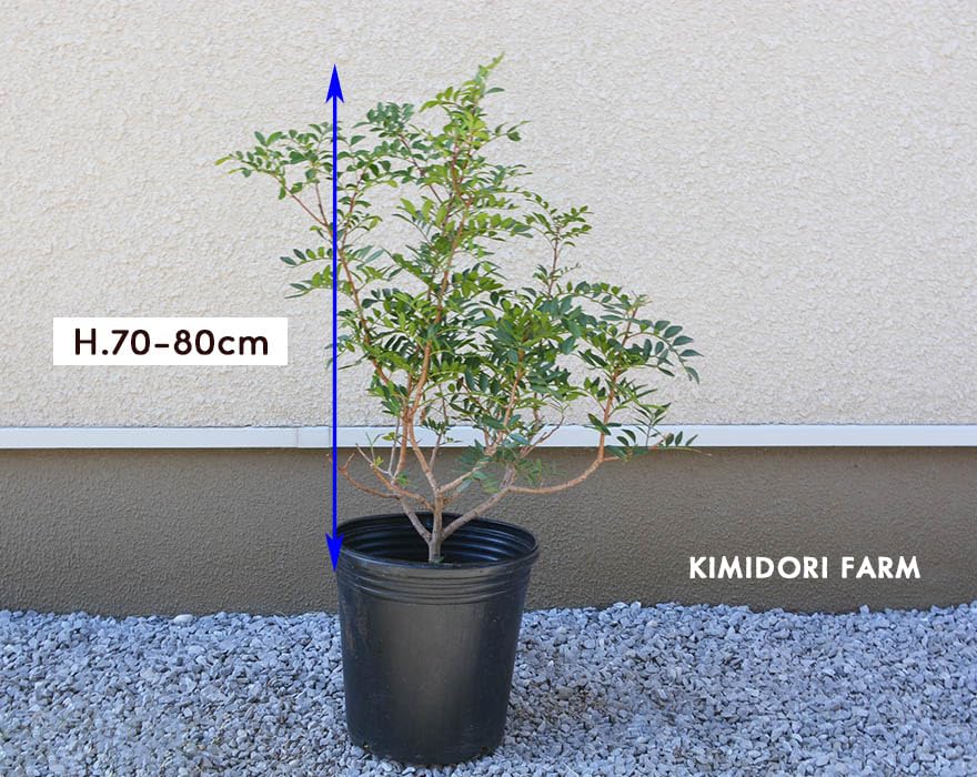 Amazon｜ピスタチア 常緑低木 レアプランツ 樹高 50-70cm 植木 庭木