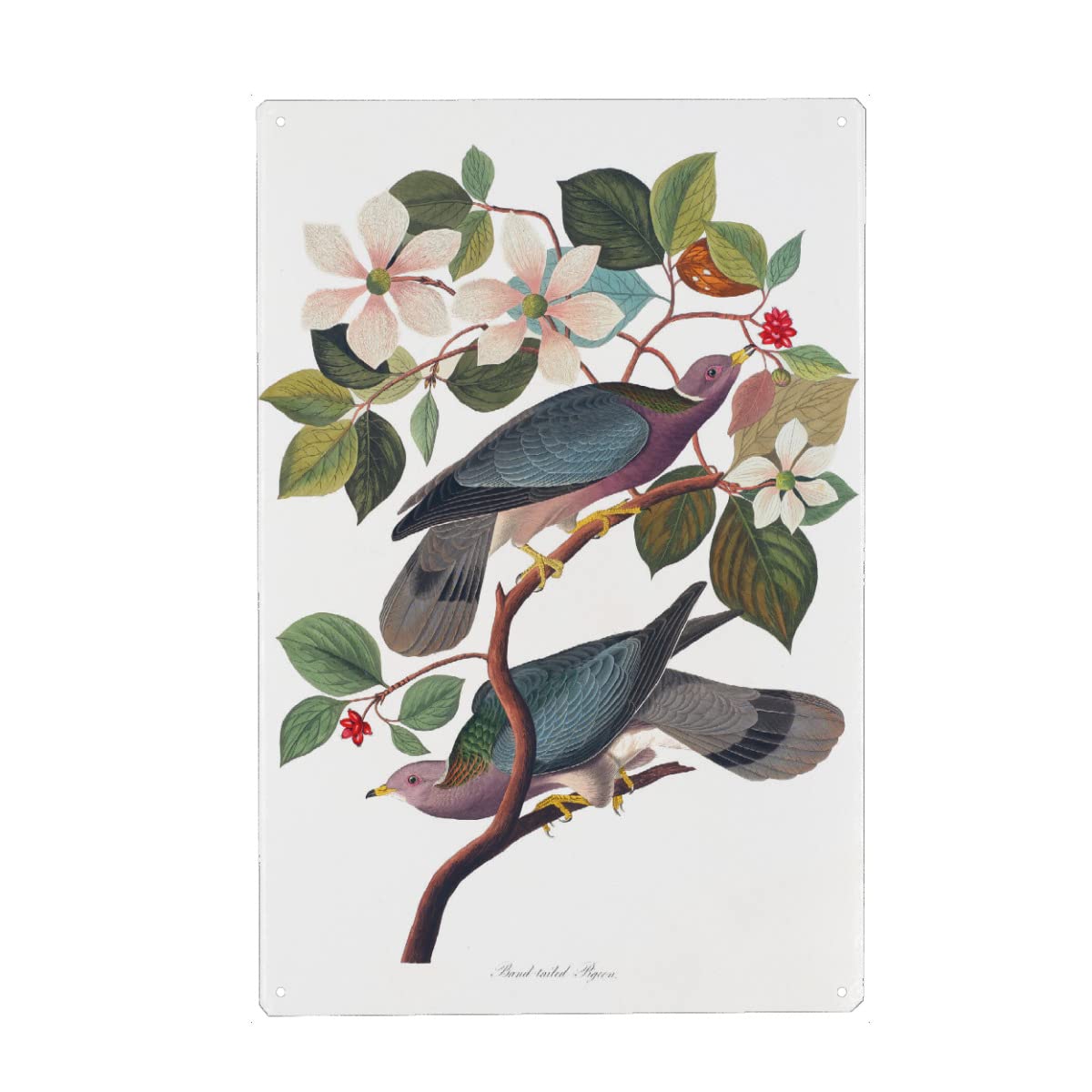 artboxONE Metall-Poster 40x60 cm Natur Band-Tailed Pigeon von Künstler Mango Art