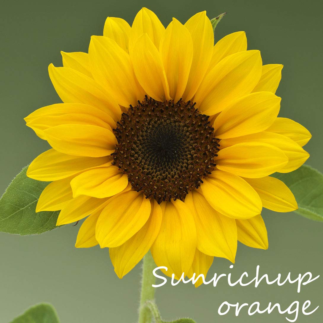 新種の向日葵 新種の向日葵