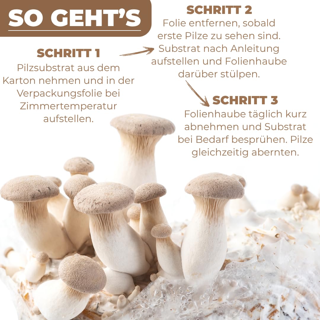 Hawlik Pilzbrut - Pilzzuchtset Bio Kräuterseitlinge - Pilze züchten Set mit Substrat, Myzel und Anleitung - Kinderleichte Pilzzucht ohne Vorwissen - Kräuterseitlinge züchten in Haus & Garten