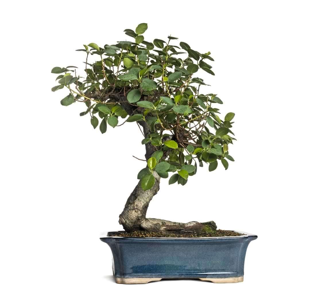 Chinese banyan live plant (Pack of 1) (B0BZ1FVVYG) Amazon Price History, Amazon Price Tracker