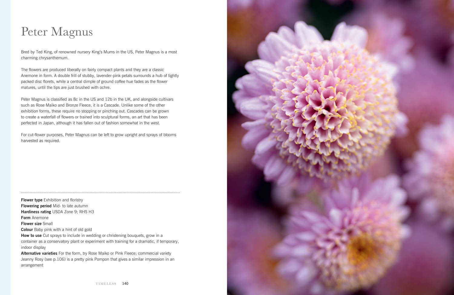 Chrysanthemums: Beautiful Varieties for Home and Garden