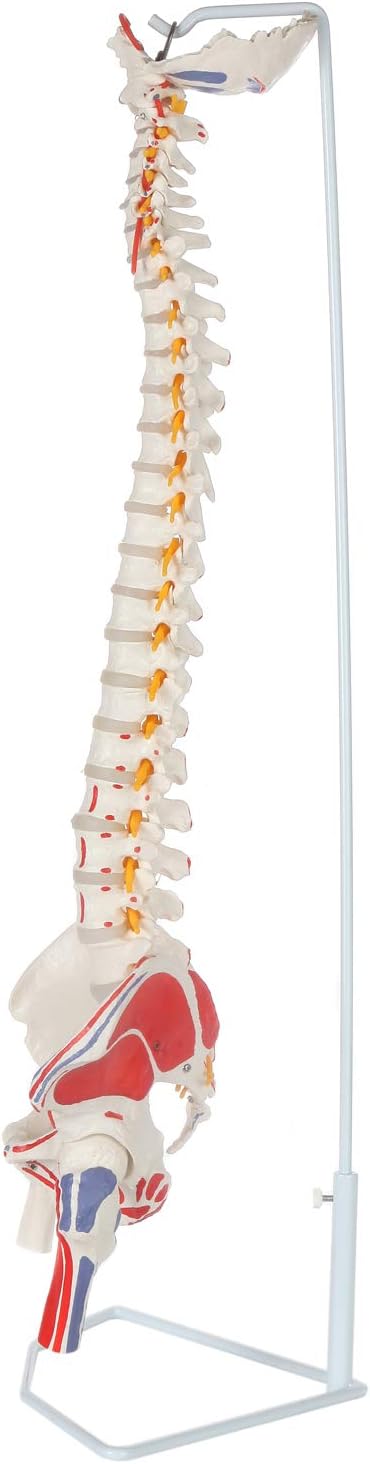 Axis Scientific Painted Flexible Spine Model, 36" Life Size Spinal Cord Anatomy Model Demonstrates Muscle Origins,Insertion Points,Vertebrae, Nerves, Arteries, Lumbar Column, Includes Stand