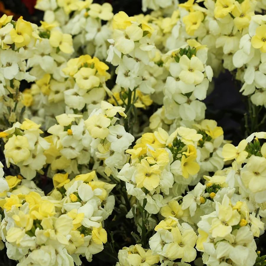 Carbeth Plants Erysimum WallFlower F1 Sugar Rush Primrose 6 Pack (3)