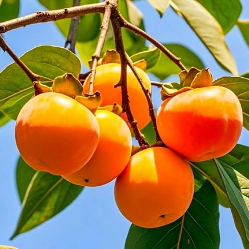 Persimmon Seeds (25PCS) - Non-GMO Cold-Hardy Perennial Tree, Low-Maintenance & Adaptable, for Yard Landscaping