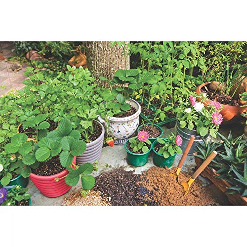 Tramontina Cachepô/vaso Para Flores Mimmo, Rosa, 1,7 L