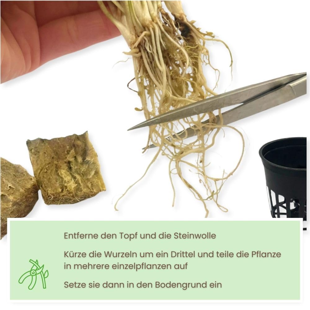 AquaOne Aquarium Pflanzen I 5x pflegeleichte Wasserpflanzen ohne CO Dngung  I Aquarienpflanzen Anubias Microsorum Cryptocoryne Limnophila I Algenkiller  Set : Amazon.de: Haustier